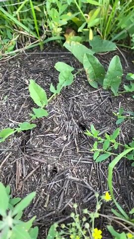 A close-up, low-angle shot captures an ant nest amidst dry, dark soil and straw. Small green plants sprout from the disturbed ground, with a few delicate yellow wildflowers in the foreground. The scene is set in a natural, outdoor environment. The activity is the subtle movement of ants around their nest entrances, indicated by tiny dark specks on the surface. The lighting suggests it is daytime, and the presence of greenery points towards a warm season, likely spring or summer. There are no people, visible text, or strong emotional cues, emphasizing the natural focus on the ant colony. The location is identified as Maloarslangulovo, Russia.