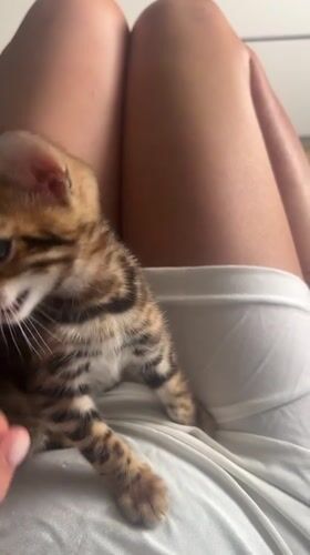 Bengal kitten with blue eyes gets some quiet attention in Krasnoyarsk