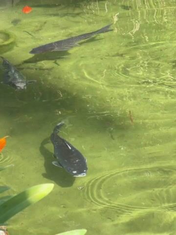 The video shows a pond with green water and several fish. The fish are a mix of colors, including black and silver. The water is being disturbed by what appears to be a fountain or stream of water. There are some plants visible along the edge of the pond.