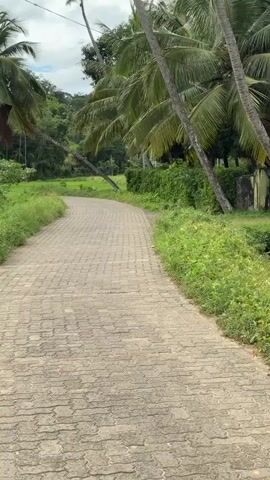 The video depicts a winding, brick-paved road in a lush, tropical environment. The road curves gently to the left and is bordered on both sides by green grass and low-lying vegetation. Numerous tall palm trees, characteristic of a tropical climate, line the sides of the road, with some appearing to lean towards the path. Denser green foliage and trees are visible in the background, suggesting a rural or semi-rural setting.

The sky is overcast with clouds, indicating a cloudy daytime scene. On the left side of the road, a utility pole with electrical wires stands prominently. Attached to this pole is a black rectangular sign with white text. The word "MEDIA" is clearly visible at the top, followed by what appears to be "24x7" and "24 HOURS" on subsequent lines.

The camera moves slowly forward, offering a steady view of the path ahead and the surrounding natural scenery. No people or animals are visible in the frame. The overall impression is one of a tranquil, green pathway through a tropical landscape in Thihagoda, Sri Lanka.