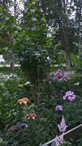 The video shows a garden with various plants and flowers. In the background, a white RV is parked on a paved area next to a tree line. The garden itself is lush and green, with a variety of flowering plants, including pink and purple phlox, white hydrangeas, and some lilies with orange and burgundy petals. The plants are densely packed, creating a full and vibrant display. The ground appears to be covered in dark soil and some fallen leaves. The sky is overcast, suggesting a cloudy day. The camera pans slowly across the garden, offering a gentle view of the floral arrangements and the surrounding environment.