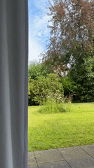 Red velvet heart and a curtained backyard view in Krefeld