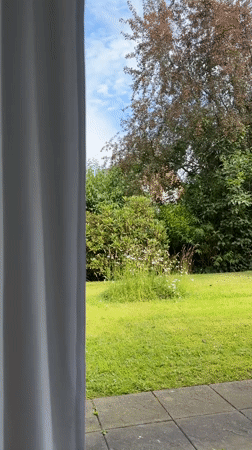 Red velvet heart and a curtained backyard view in Krefeld