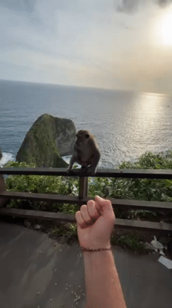 Tourists feed macaque monkeys at Indonesian coastal viewpoint
