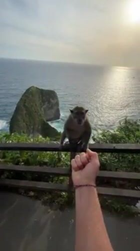 Tourists feed macaque monkeys at Indonesian coastal viewpoint