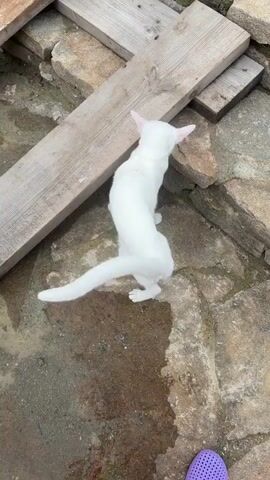 A white cat is standing on a stone patio next to two pieces of wood. The cat is facing away from the camera and then turns its head to look to the left. The cat then lowers its head and appears to be sniffing the ground. The cat then stands up and walks to the right. The cat has a long tail. The patio is made of large flat stones. There are some patches of wetness on the stones. The wood appears to be weathered.