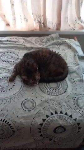 A close-up video shows a tabby cat resting on a bed. The cat is curled up with its head resting on the bedding. The bedding has a black and white geometric pattern. The cat's eyes are partially closed. The background shows a curtain that is white with a faint pattern.