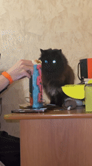 Cats observed in separate Saint Petersburg locations within two minutes