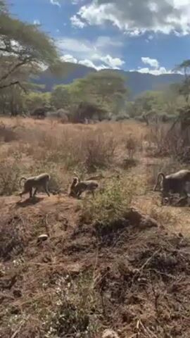 The video shows a landscape with mountains in the background and some trees in the foreground. There are a few baboons walking around. The baboons are in a dry, grassy area. The sky is blue with some clouds.