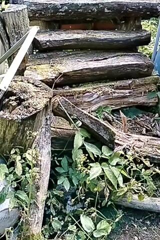 The video shows a close-up view of a pile of weathered logs that appear to be part of a rustic structure or a firewood stack. Overgrown green foliage is present at the base of the logs, suggesting an outdoor setting. Some of the logs are covered in moss, indicating age and exposure to the elements. In the background, a glimpse of trees and a grassy area suggests a natural environment. There are no people or animals visible in the frame. The lighting suggests it is daytime.