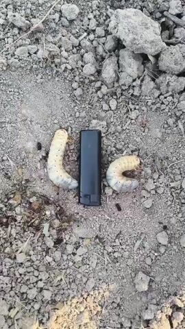 The video shows two large white grubs next to a black cylindrical object on the ground. The ground is covered with dirt and small rocks. The grubs are C-shaped and appear to be approximately 2-3 inches long. The black object appears to be a lip balm container.