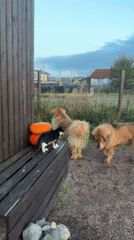 Tibetan Mastiffs and a cat share a rural Russian yard