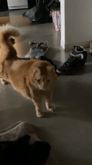 Orange cat, rainy streets documented in 4-minute span