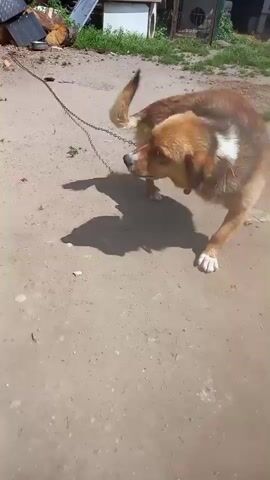 A medium-sized dog with brown and tan fur is on a chain in a dirt yard. The dog is panting and looking around. There are piles of firewood and a small dog house in the background. The sun is shining and casting shadows on the ground.