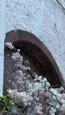 The video shows a bird perched on a branch. The branch is situated against an arch in a white stone wall. White flowers are near the bird. The bird is grayish with bluish wings and tail. A string hangs from the top of the arch. The camera zooms in on the bird and then pans up the wall. People are talking in the background.