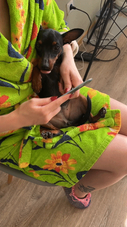 Woman grooms small dog at home in Saint Petersburg