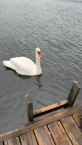 A lone, majestic white swan glides gracefully across a calm, dark body of water, likely a lake or fjord in Bergen, Norway, given the context. The water's surface is rippled, suggesting a gentle breeze. The swan's bright white plumage stands in stark contrast to the muted, overcast sky and the deep gray of the water. Its elegant neck is curved, and its orange beak with a black tip is clearly visible. The swan's reflection is visible beneath it, distorted slightly by the water's movement.

In the foreground, a weathered wooden pier extends into the water. The planks are worn and stained, showing signs of age and exposure to the elements. Two wooden posts, also weathered and green with moss or algae, support the pier. The overall atmosphere is tranquil and somewhat somber, fitting for an overcast day.

A hand briefly enters the frame from the bottom right corner, reaching towards the swan, perhaps to offer food or simply to interact with the magnificent bird. The swan appears undisturbed by the presence of the pier and the approaching hand. The scene is quiet, with no other people or animals visible. The time of day appears to be late morning or afternoon, given the diffused light, and the weather is clearly cloudy and overcast, contributing to the serene, almost melancholic mood. There is no visible text in the media file.