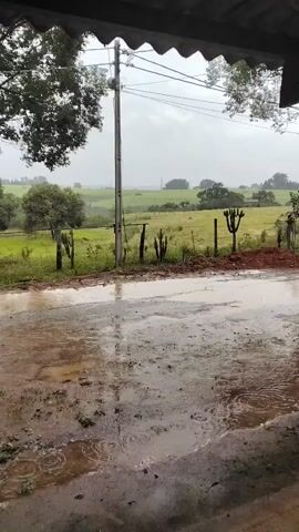 This media file depicts a rainy day scene in Laranjal Paulista, Brazil. The foreground is dominated by a muddy, wet road with ripples forming from raindrops. Beyond the road, a barbed wire fence separates the viewer from a lush green field. In the middle ground, several cacti stand amongst the grass, with a wooden utility pole visible behind them, carrying electrical wires. Trees frame the scene on the left and right. The sky is overcast, indicating a cloudy or stormy day. The overall mood is one of tranquility and the serene atmosphere of a rural landscape during a downpour. There is no visible text in the media file.