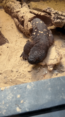Zoo animals observed in enclosures during midday in Krakow