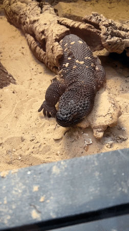 Zoo animals observed in enclosures during midday in Krakow