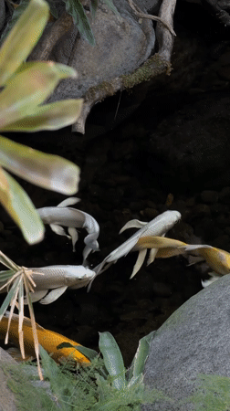 Morning documentation of koi pond, exercise area in North Kuta