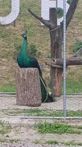 A green peacock stands prominently on a weathered tree stump in an outdoor enclosure. Its iridescent green body, dark wings, and long, dark green tail feathers are clearly visible as it gazes to the left of the frame. Behind the peacock, two small trees or branches are present, one upright and one horizontally placed. A wire mesh fence runs across the foreground, separating the viewer from the enclosure. In the background, a grassy hillside is visible, featuring large white letters that appear to spell "U" and parts of another letter, possibly "P" or "B". The scene is captured during the daytime, under what appears to be an overcast sky.