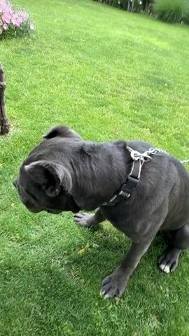 A medium shot shows a gray Cane Corso dog sitting on a green lawn. The dog is on a leash, and its tongue is hanging out. A voice speaks in the background and makes "psh" sounds. The dog looks up toward the speaker. In the background, there is grass, flowers, a stone fence, and some trees.