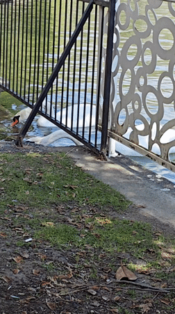 Spring morning wildlife and blooms observed at Sandanski park