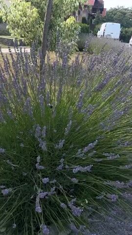 This is a video of a close-up view of a large lavender bush with blooming purple flowers. The sun is shining brightly, indicating it is daytime, and there are a few scattered clouds in the blue sky. The camera is focused on the lavender bush, and the background is blurred, but we can see glimpses of houses with red roofs, trees, and a white van. The scene appears to be a residential area or a garden. The gentle sway of the lavender stems suggests a light breeze. The overall mood is peaceful and serene, evoking the pleasantness of a sunny day in nature. There is no visible text in the video. The location context provided is Grocka Urban Municipality, Serbia.