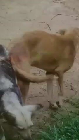 The video shows two feral dogs on an outdoor surface with sporadic patches of grass. The dogs appear to be sniffing and interacting with each other. The first dog has grey and white fur. The second dog has tan fur and is noticeably leaner.