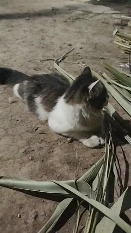 A cat lies on the dirt, surrounded by green leaves and dry grass. The cat is mostly white with patches of grey and black fur. It is lying down with its paws tucked underneath it. Its tail is visible behind it. The background is blurred but appears to be an outdoor setting, possibly at dusk or night, as indicated by the dim lighting. The cat is looking to the right of the frame.