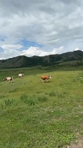 The video shows a herd of cows grazing in a vast, green pasture under a cloudy sky. In the foreground, a brown and white cow is walking towards the right of the frame. Behind it, a lighter-colored cow stands near another brown and white cow. Further in the background, a few more cows are visible as smaller figures spread across the field. The landscape is characterized by rolling hills covered in green grass and dense vegetation. The sky is filled with large, white, fluffy clouds, suggesting a dynamic weather pattern. The overall impression is one of a peaceful, rural setting where livestock are freely roaming.