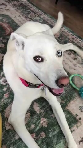 The video shows a white dog lying on a rug. The dog has one brown eye and one blue eye, and is wearing a pink collar. A person's finger enters the frame and touches the dog's nose. The dog appears to be panting and its mouth is open. The video is blurry and shaky, suggesting it was taken quickly or with a moving camera. The rug has a green and brown pattern.