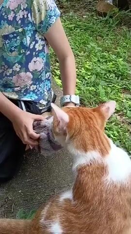 A person in a floral t-shirt and dark pants is kneeling on a concrete surface, holding a fluffy toy animal with purple and grey strands. An orange and white cat is leaning in, licking the toy animal's head. The background shows green foliage and some dirt.