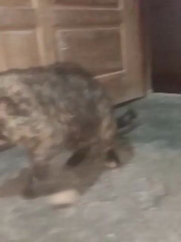 A brindle cat lies on its side on a concrete floor. To the left of the cat is a wooden shelving unit filled with shoes. To the left of the shelving unit is a rust-colored fabric draped over something. The cat is mostly dark brown and black with patches of lighter brown and white. It appears to be grooming its stomach.