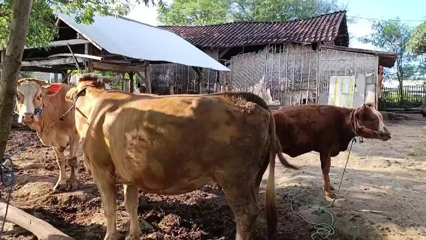 The video shows three cows standing in a dirt yard in front of a makeshift barn structure. The closest cow is light brown with a white face, followed by a darker brown cow, and then a small brown calf. The cows are tethered with ropes. The barn is constructed with a mix of wood, corrugated metal, and woven materials. A person in a red shirt can be briefly seen near the barn. There are trees and vegetation visible in the background.