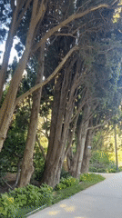 Quiet tree-lined park path in Sabail Raion, Baku
