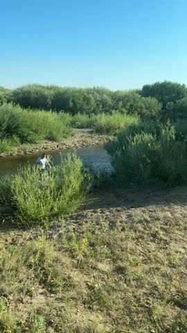 A person in a white shirt and dark shorts stands in a shallow river. The person is facing the camera and appears to be holding something, possibly a fishing rod. The river is surrounded by lush green vegetation, including trees and bushes. The sky is clear and blue. The video appears to be filmed from a slightly elevated position, looking down at the river and the person. The camera is slightly shaky, suggesting it may be handheld. The sunlight is bright, creating shadows on the ground and highlighting the details of the vegetation. In the last few seconds, the camera angle changes, showing a car parked on a dirt road to the right of the frame. The car appears to be a dark-colored SUV. The vegetation on the left side of the frame is the same as in the previous shots. The sun is shining through the trees, creating streaks of light.