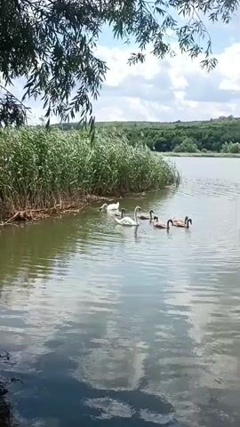 A group of swans and cygnets swim on a lake. Tall reeds line the shore on the left. Trees and hills are visible in the distance under a partly cloudy sky.
