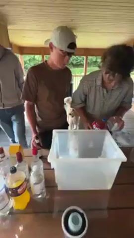 The video shows several people gathered around a picnic table outdoors. On the table are multiple bottles of clear liquor and a bottle of yellow liquid. There are also plastic cups and snack foods. One person in a brown shirt is pouring a red liquid, possibly juice or another type of mixer, from a red bottle into a white container.  Another person wearing a grey shirt and white baseball cap is observing. The setting appears to be a covered outdoor area, possibly a porch or pavilion, with a wooden ceiling and siding. Trees and vegetation can be seen in the background. The people are likely preparing drinks, suggesting a social gathering.