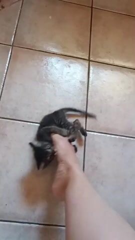 A very small, thin, black kitten with gray tabby markings on its face and legs is playing with a human foot. The kitten is on a tiled floor. The kitten is shown biting and pawing at the person's foot. The person's toenails are painted green.