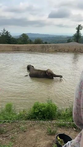 The video shows two elephants bathing in a large body of water. The water appears to be murky and brown. In the foreground, a person's shoulder and arm are visible, wearing a floral-patterned garment. To the left of the water, there is green vegetation. In the background, there is a hilly landscape with trees and a cloudy sky. The elephants are submerged in the water, with only their backs and heads visible. One elephant is lying on its side, while the other is partially submerged. The scene appears to be a zoo or an animal sanctuary. There is a black bucket with some green material in it near the person in the foreground.