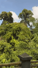 Scootering through lush green roads in Ubud, Bali