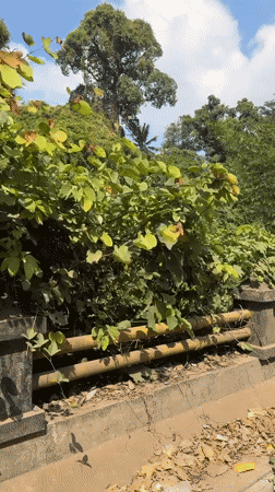 Scootering through lush green roads in Ubud, Bali
