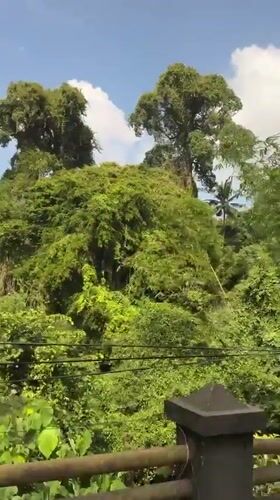 Scootering through lush green roads in Ubud, Bali
