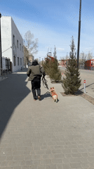 Man walks Corgi on morning stroll in Borzya, Russia
