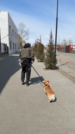Man walks Corgi on morning stroll in Borzya, Russia