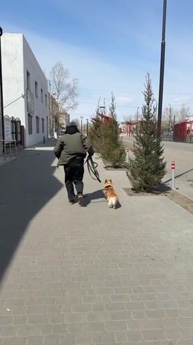 Man walks Corgi on morning stroll in Borzya, Russia