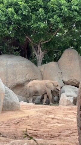 An elephant with large ears and light brown skin stands on sandy, reddish-brown ground in what appears to be an outdoor enclosure. It is positioned between large, light-colored boulders, with lush green trees and foliage visible behind the rocks. The elephant is facing slightly to the right, occasionally moving its trunk to the ground near its feet, possibly grazing.