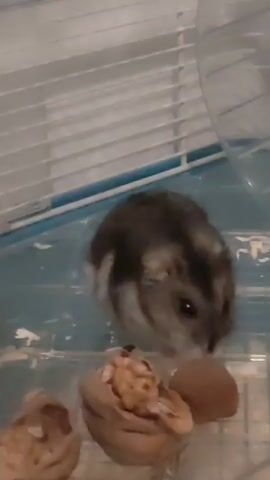 A small gray and white hamster is in a clear plastic cage. In the foreground, there are walnut shells with pieces of walnut inside. The hamster moves from sniffing the nuts to running on a clear plastic hamster wheel, spinning rapidly. The cage floor appears to be covered in wood shavings.